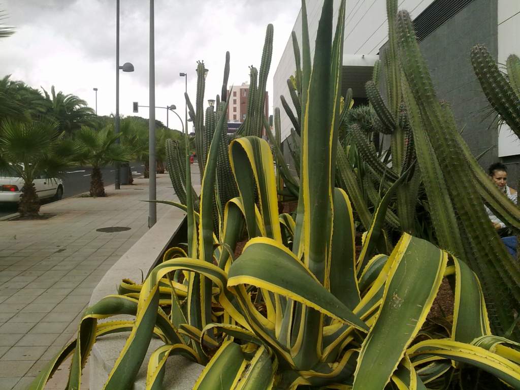 [Foto de planta, jardin, jardineria]