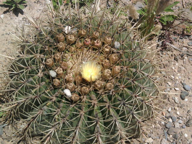 [Foto de planta, jardin, jardineria]