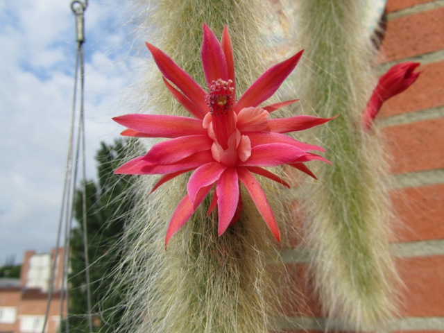 [Foto de planta, jardin, jardineria]