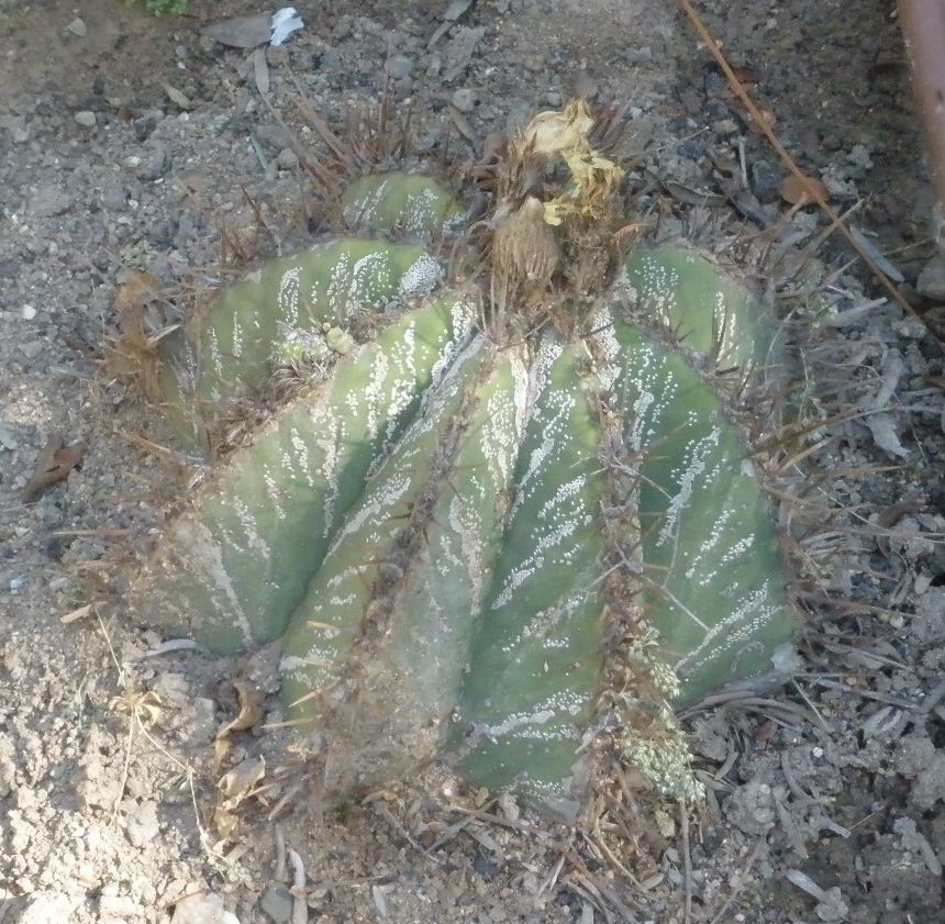 [Foto de planta, jardin, jardineria]