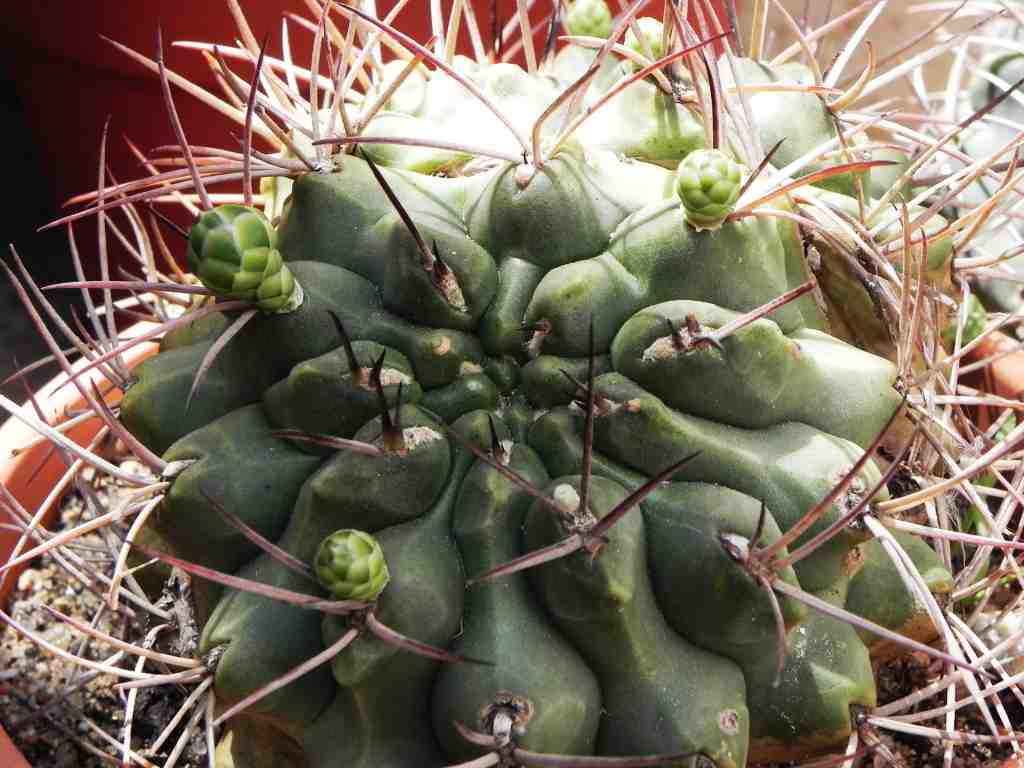 [Foto de planta, jardin, jardineria]