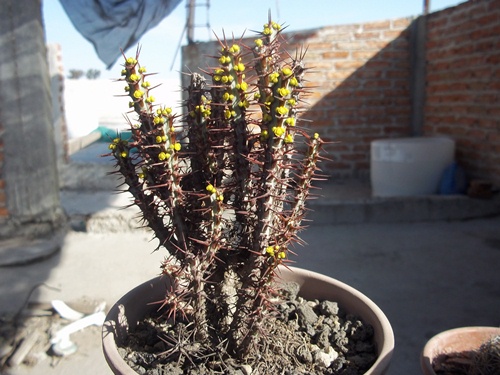 [Foto de planta, jardin, jardineria]