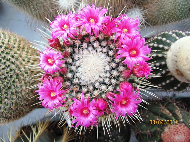 [Foto de planta, jardin, jardineria]