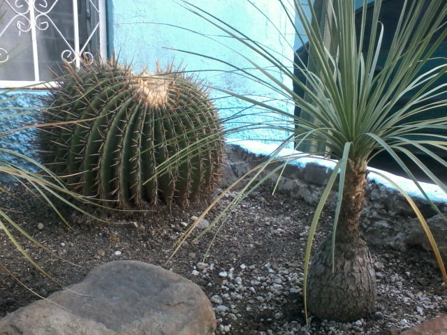 [Foto de planta, jardin, jardineria]