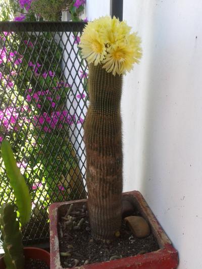 [Foto de planta, jardin, jardineria]