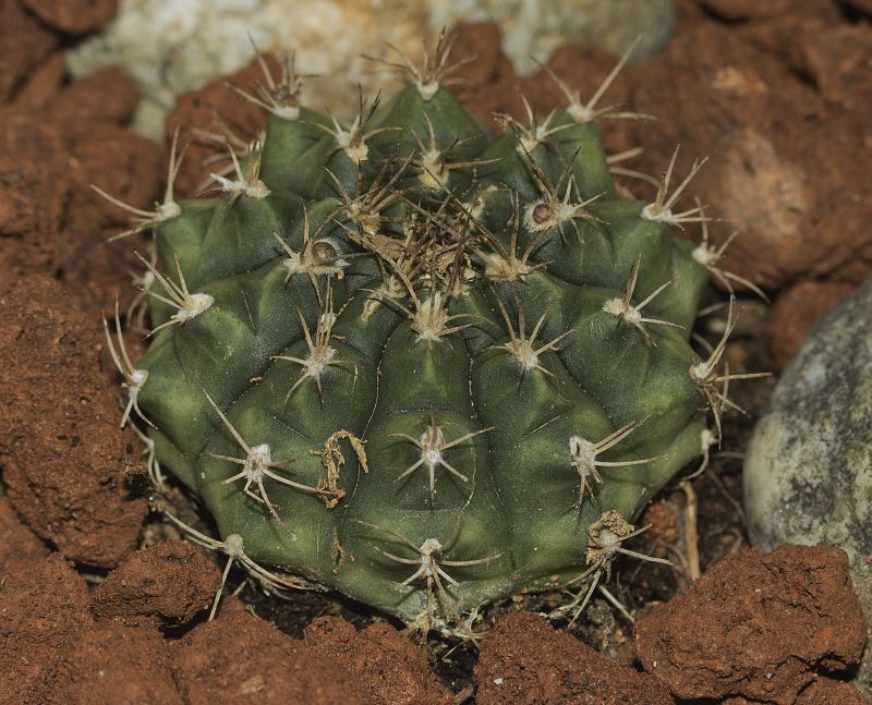 [Foto de planta, jardin, jardineria]