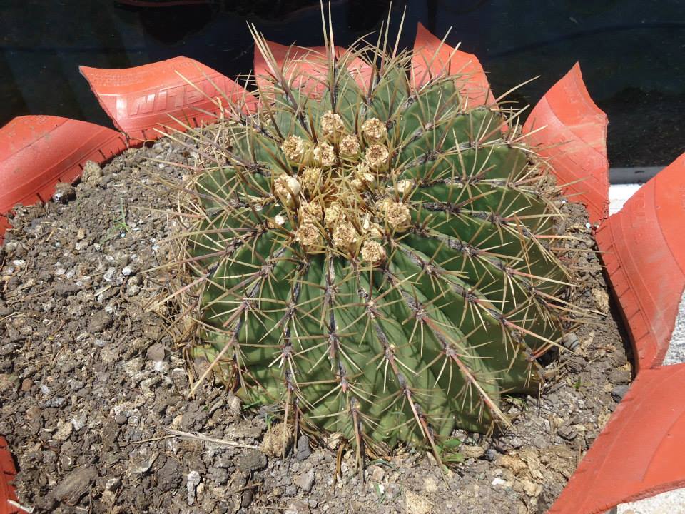 [Foto de planta, jardin, jardineria]