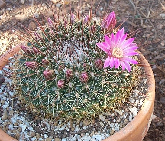 [Foto de planta, jardin, jardineria]