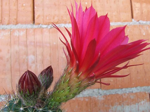 [Foto de planta, jardin, jardineria]