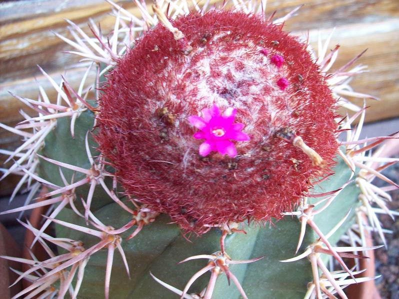 [Foto de planta, jardin, jardineria]