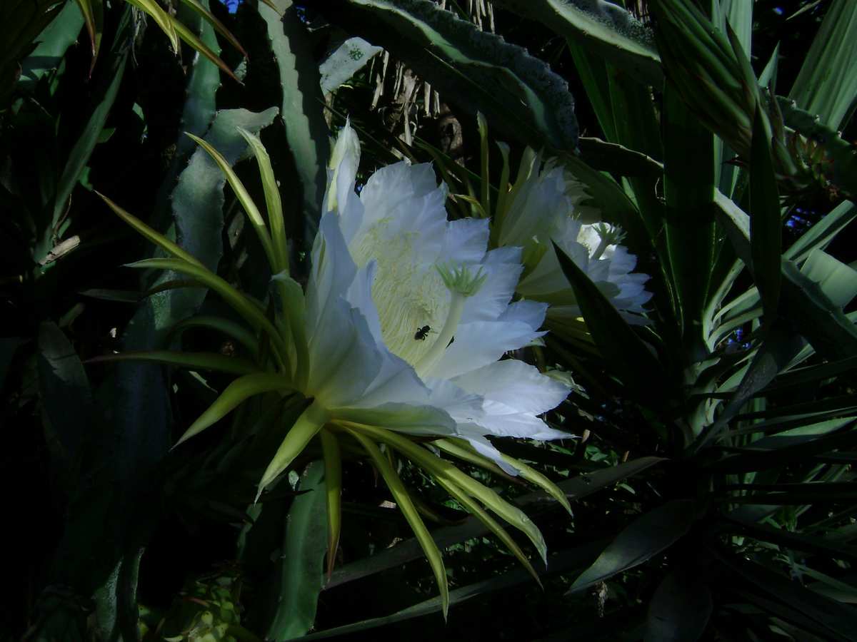 [Foto de planta, jardin, jardineria]