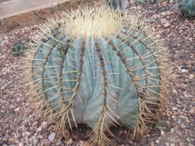 [Foto de planta, jardin, jardineria]