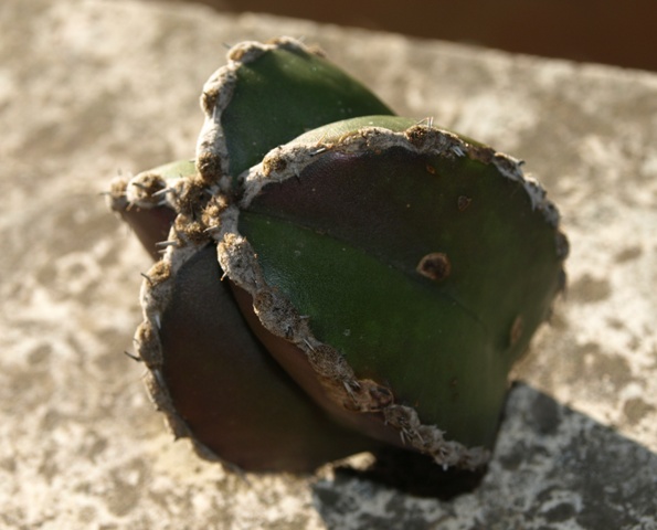 [Foto de planta, jardin, jardineria]