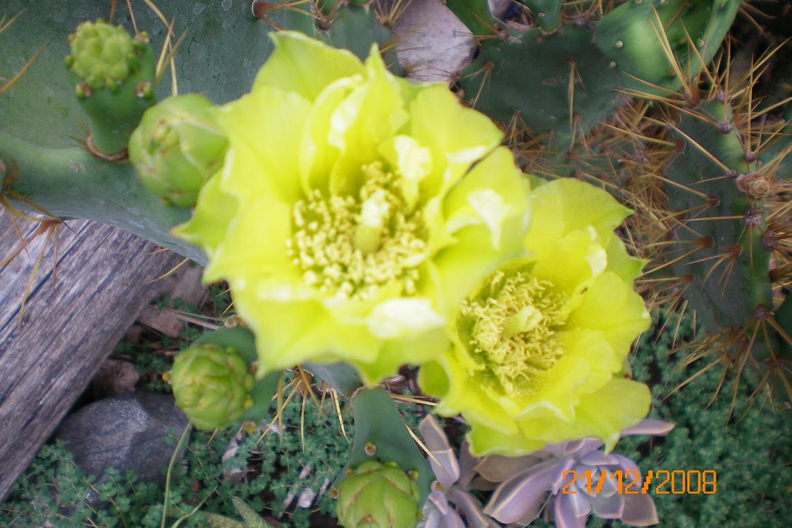 [Foto de planta, jardin, jardineria]