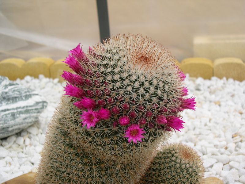 [Foto de planta, jardin, jardineria]