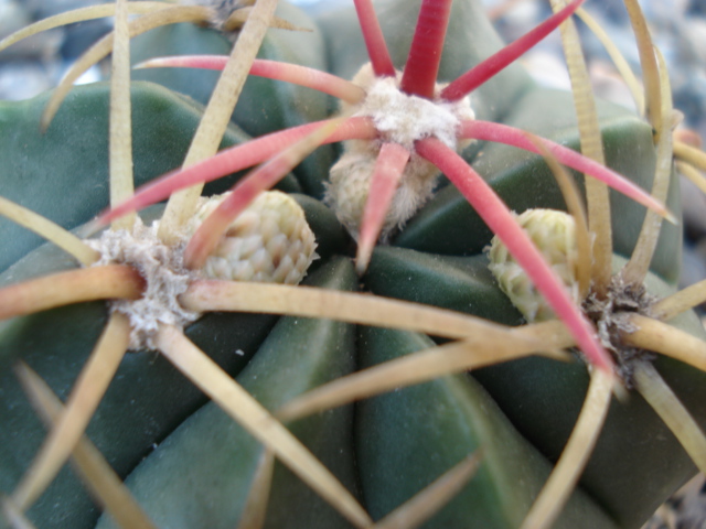 [Foto de planta, jardin, jardineria]