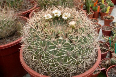 [Foto de planta, jardin, jardineria]