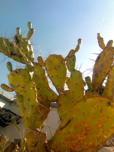 [Foto de planta, jardin, jardineria]