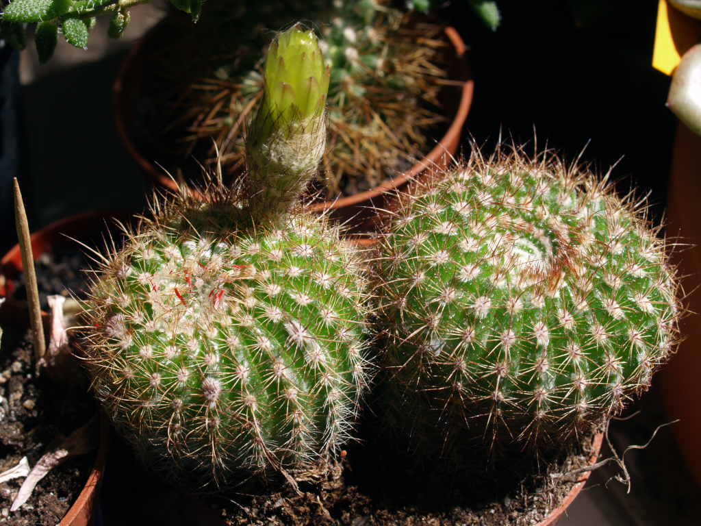 [Foto de planta, jardin, jardineria]