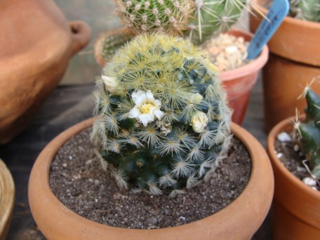 [Foto de planta, jardin, jardineria]