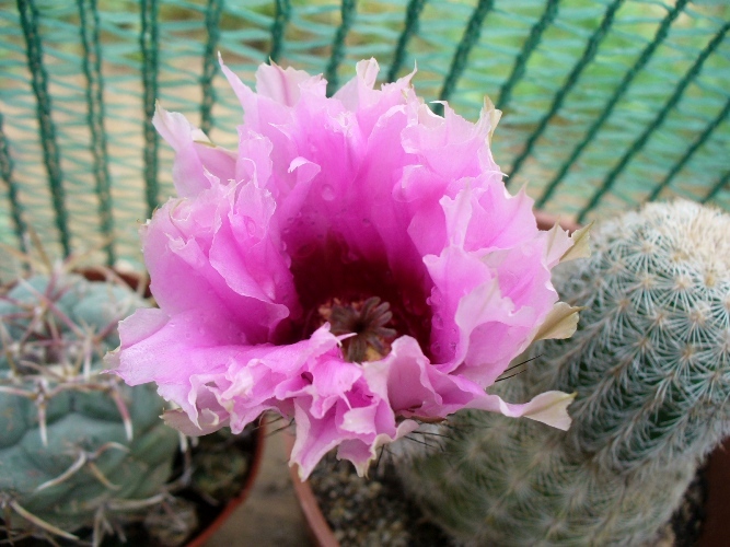 [Foto de planta, jardin, jardineria]