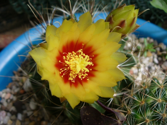 [Foto de planta, jardin, jardineria]