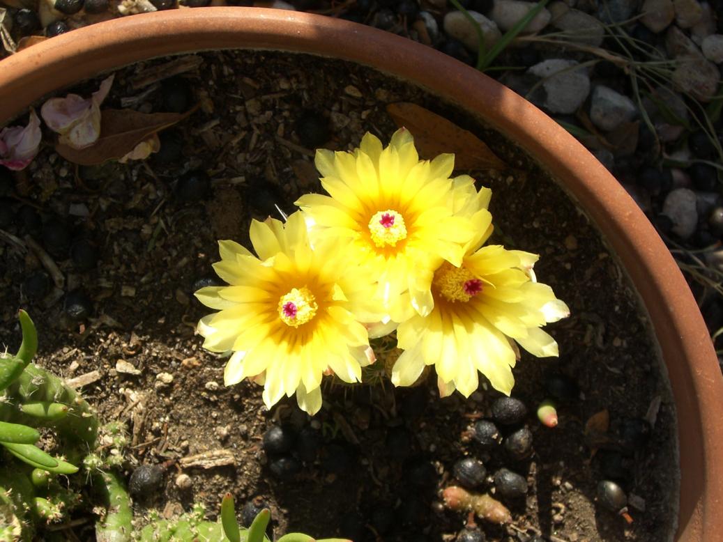 [Foto de planta, jardin, jardineria]