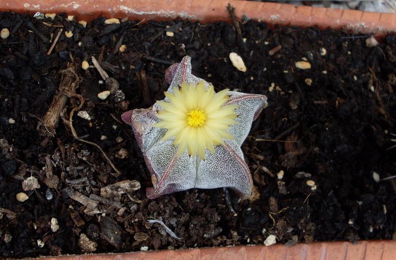 [Foto de planta, jardin, jardineria]