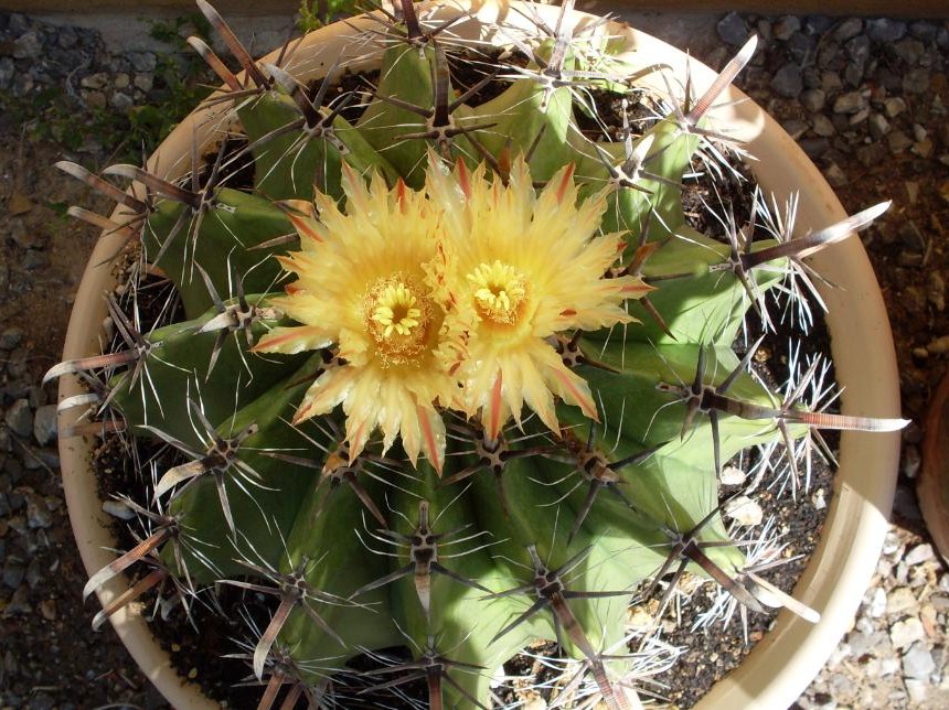 [Foto de planta, jardin, jardineria]