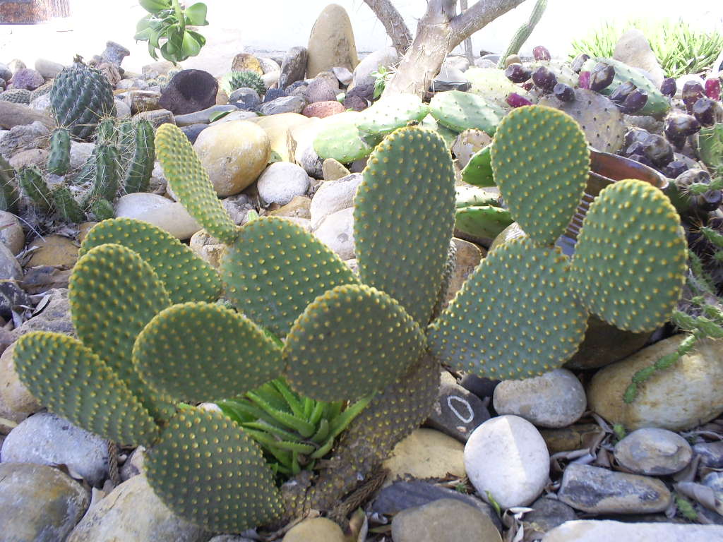 [Foto de planta, jardin, jardineria]