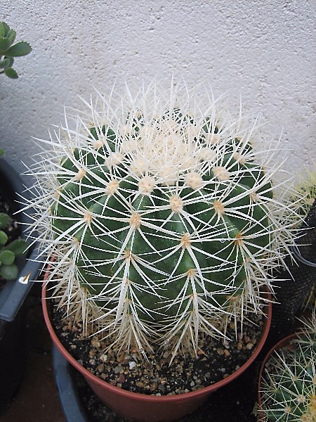 [Foto de planta, jardin, jardineria]