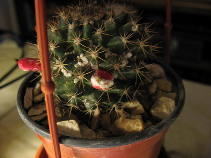 [Foto de planta, jardin, jardineria]