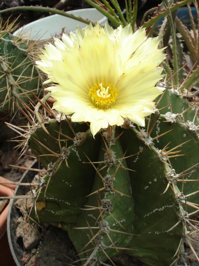 [Foto de planta, jardin, jardineria]