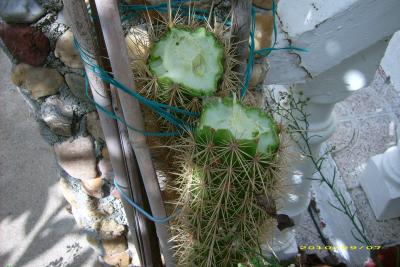 [Foto de planta, jardin, jardineria]