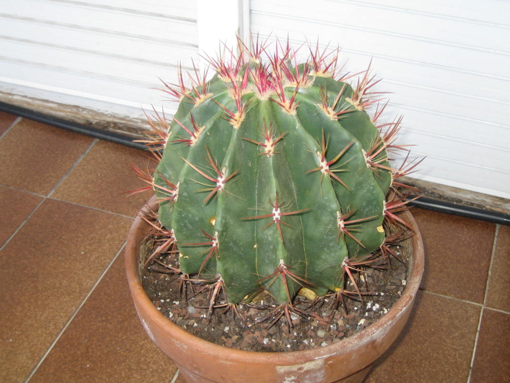 [Foto de planta, jardin, jardineria]