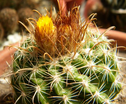 [Foto de planta, jardin, jardineria]