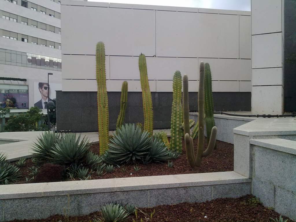 [Foto de planta, jardin, jardineria]