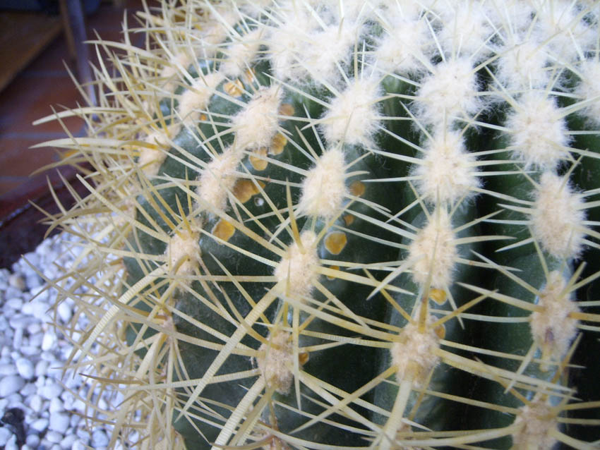 [Foto de planta, jardin, jardineria]