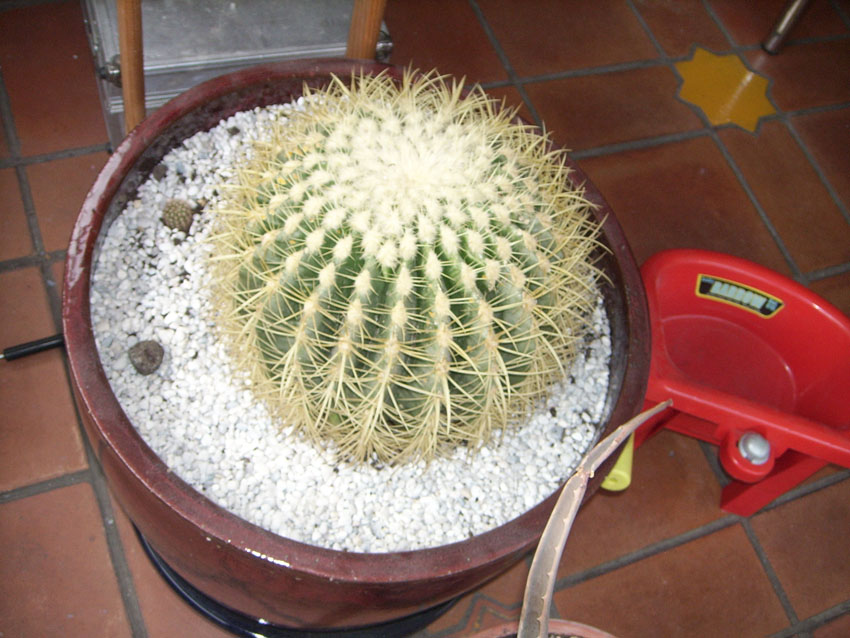 [Foto de planta, jardin, jardineria]