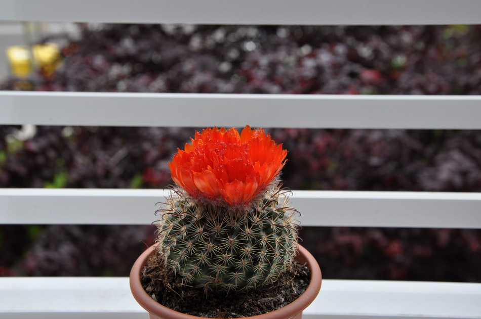 [Foto de planta, jardin, jardineria]