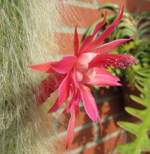 [Foto de planta, jardin, jardineria]