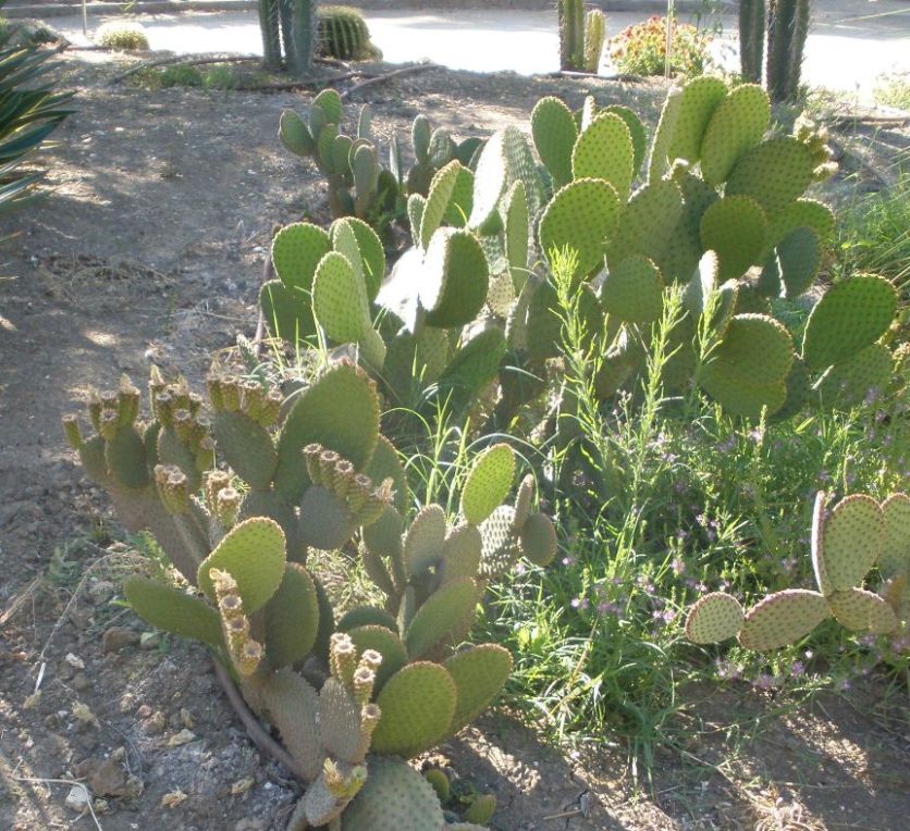 [Foto de planta, jardin, jardineria]