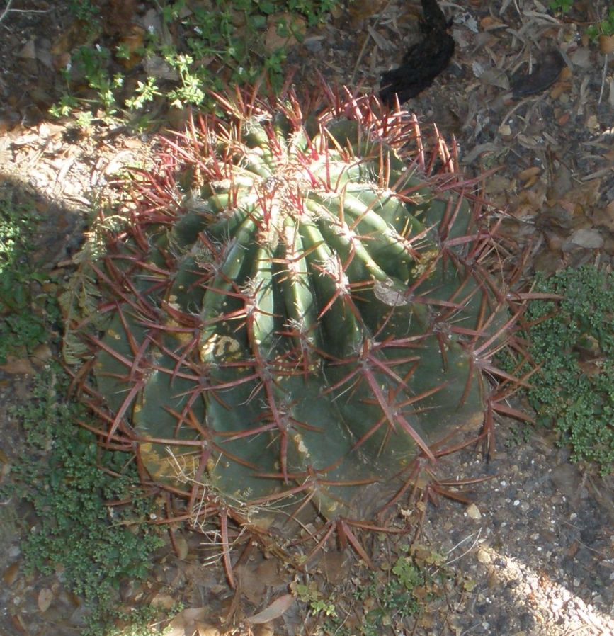 [Foto de planta, jardin, jardineria]