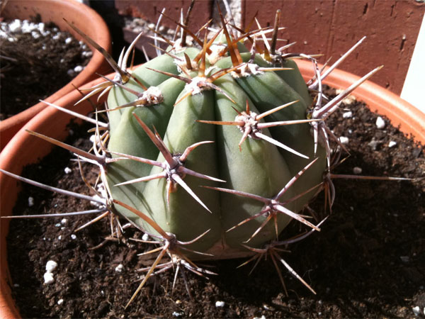 [Foto de planta, jardin, jardineria]