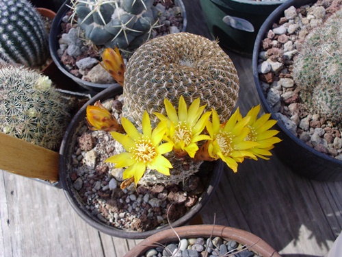 [Foto de planta, jardin, jardineria]