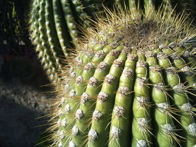 [Foto de planta, jardin, jardineria]