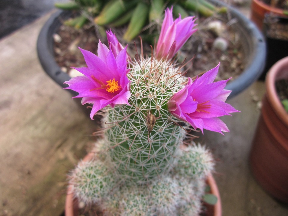 [Foto de planta, jardin, jardineria]