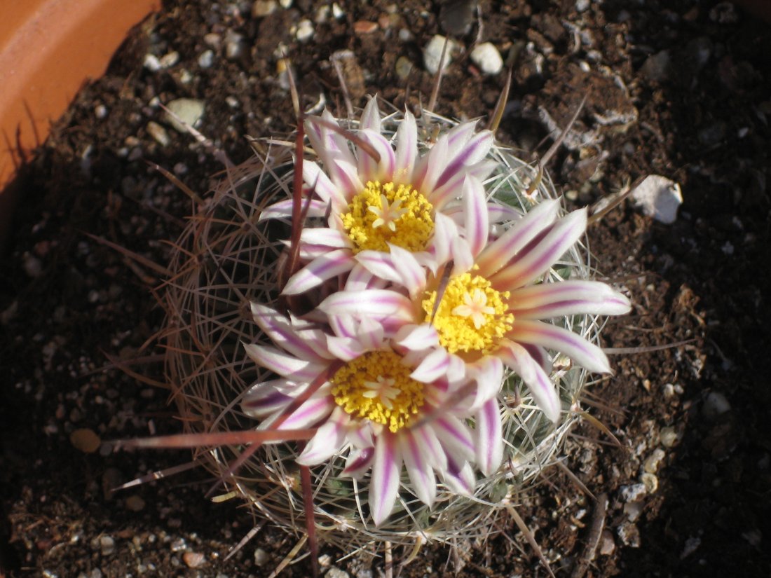 [Foto de planta, jardin, jardineria]