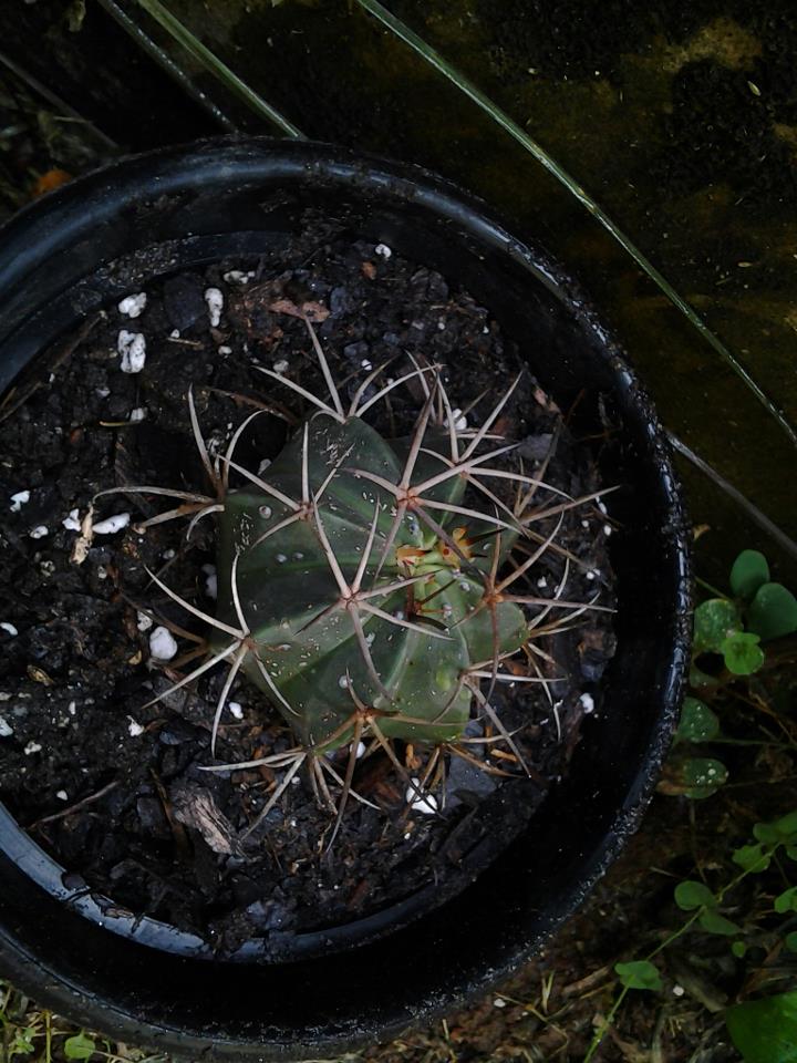 [Foto de planta, jardin, jardineria]