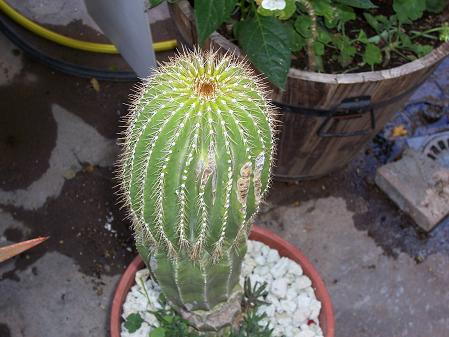 [Foto de planta, jardin, jardineria]